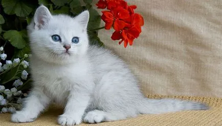 Kitten 1 hónap fotó
