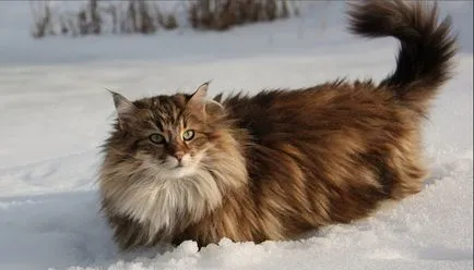 Lynx macska - fajta, macska-szerű ügetés rojt a füle