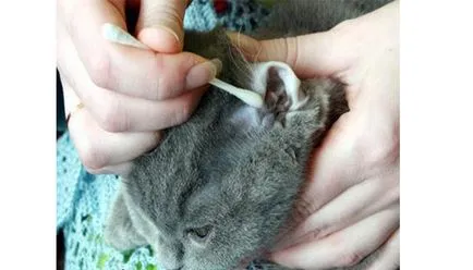 Kitten 1 hónap fotó