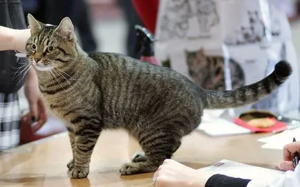 Cat - egy leírást a fajta, tenyésztés, szokások, fotók