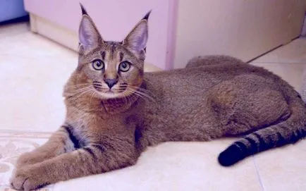 Lynx macska - fajta, macska-szerű ügetés rojt a füle