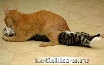 Cat esküvője viselkedését macskáknál a párzás - fauna