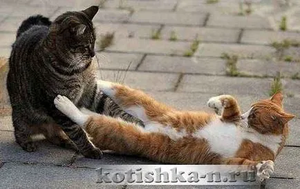 Cat esküvője viselkedését macskáknál a párzás - fauna