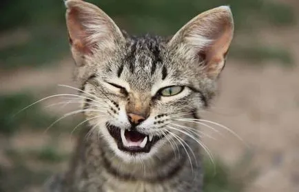 Feline harcot, amikor két macska nem lehet otthon egyedül (állatorvosi cikk) Feline harcot, amikor két macska nem lehet otthon egyedül