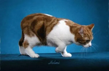 Cat-and-Bobtail és más fajtájú macskák nélkül farok; egy macska, és egy macska nélkül farok, mint a Lynx (macska nélkül farok) Cat-and-Bobtail és más fajtájú macskák nélkül farok; egy macska és egy macska nélkül farok, hasonló Lynx