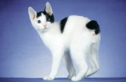 Cat-and-Bobtail és más fajtájú macskák nélkül farok; egy macska és egy macska nélkül farok, mint a hiúz (macska fajta farok nélkül név) Cat-and-Bobtail és más fajtájú macskák nélkül farok; egy macska és egy macska nélkül farok, hasonló Lynx