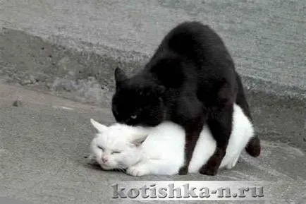Cat esküvője viselkedését macskáknál a párzás - fauna