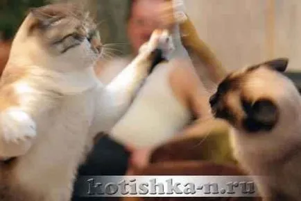 Cat esküvője viselkedését macskáknál a párzás - fauna