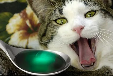 Cat mérgezett, hogy mit lehet csinálni otthon, a tünetek, elsősegély