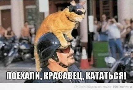 Cat esküvő, vörös macska