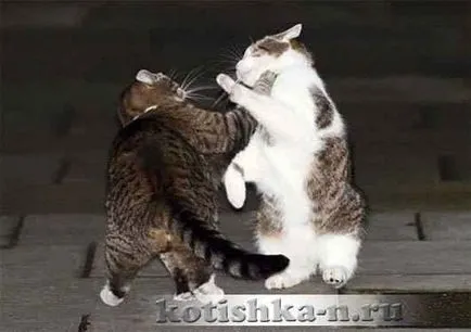 Cat esküvője viselkedését macskáknál a párzás - fauna