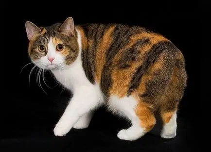 Cat-and-Bobtail és más fajtájú macskák nélkül farok; egy macska és egy macska nélkül farok, mint a hiúz (a neve a macska nélkül farok) Cat-and-Bobtail és más fajtájú macskák nélkül farok; egy macska és egy macska nélkül farok, hasonló Lynx