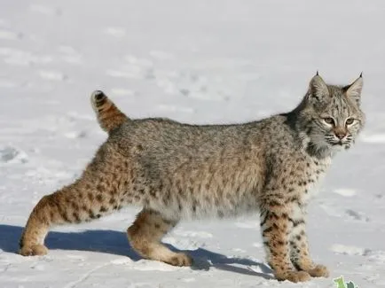 Lynx macska - fajta, macska-szerű ügetés rojt a füle