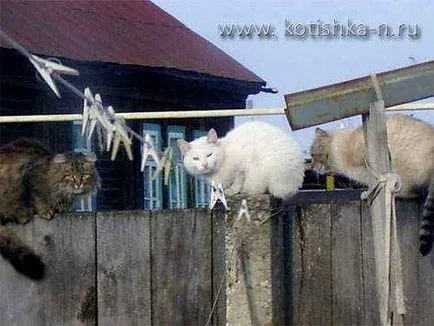 Cat esküvője viselkedését macskáknál a párzás - fauna