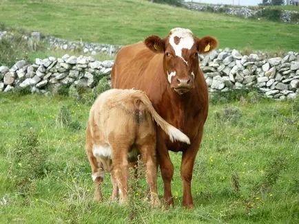 Cow - otthon zhivotnoesvoy községben