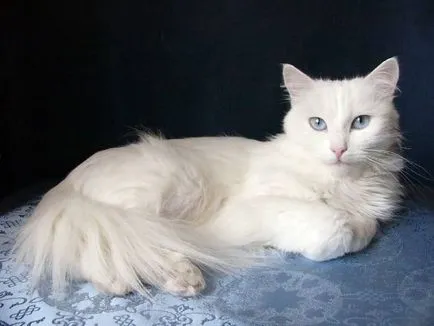 Cat - egy leírást a fajta, tenyésztés, szokások, fotók