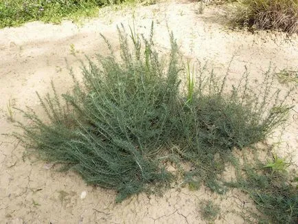 Kochia termesztés, szaporítás és gondozás (szaporodás) Seprűfüvet termesztés, szaporítás és a gondozás