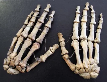 Arm csontok címek és beosztások