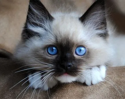 Ragdoll macska fajta történetét, jellegének leírása, gondoskodás, az ár
