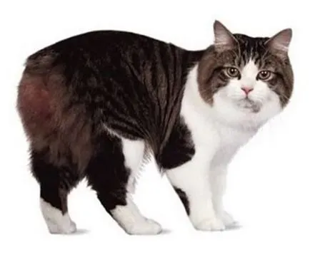 Cat-and-Bobtail és más fajtájú macskák nélkül farok; egy macska, és egy macska nélkül farok, mint a Lynx (macska nélkül farok) Cat-and-Bobtail és más fajtájú macskák nélkül farok; egy macska és egy macska nélkül farok, hasonló Lynx