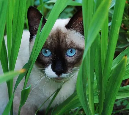 Cat - egy leírást a fajta, tenyésztés, szokások, fotók