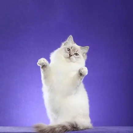 Ragdoll macska fajta történetét, jellegének leírása, gondoskodás, az ár