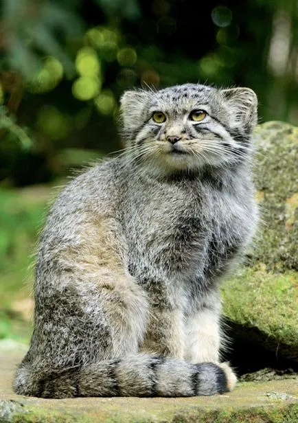 Cat ellenkezőleg, kiadványok, szerte a világon (BIOSPHOTO EAST NEWS) Cat ellenkezőleg, kiadványok, bárhol fény