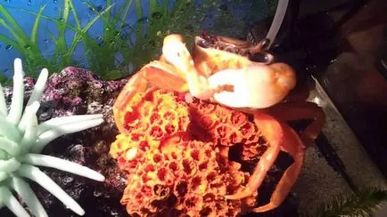 A vörös mangrove rák élete otthon