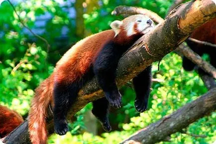 Vörös panda, vörös panda, állatok