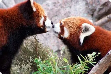 Vörös panda, vörös panda, állatok