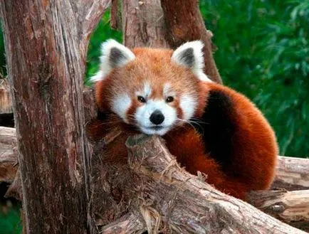 Vörös panda, vörös panda, állatok