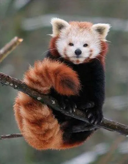 Vörös panda, vörös panda, állatok