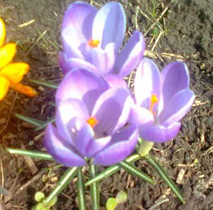 Crocus ültetés és gondozás, a fajok és fajták, fotók