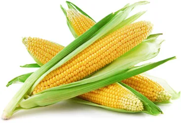 Corn - hasznos és káros tulajdonságait a kukorica