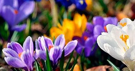 Crocus ültetés és gondozás, a fajok és fajták, fotók