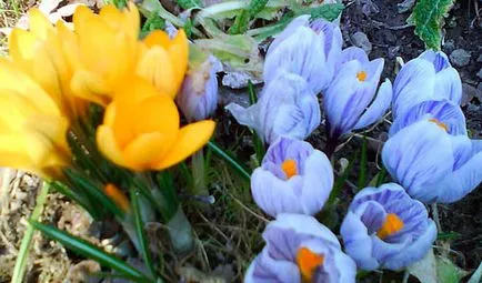 Crocus ültetés és gondozás, a fajok és fajták, fotók
