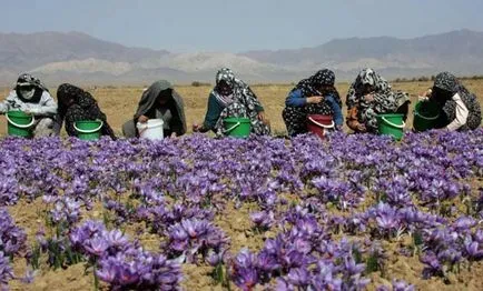 Crocus virág ültetés és otthoni gondozást Picture (fotó) Crocus virág ültetés és gondozás az otthoni fotó