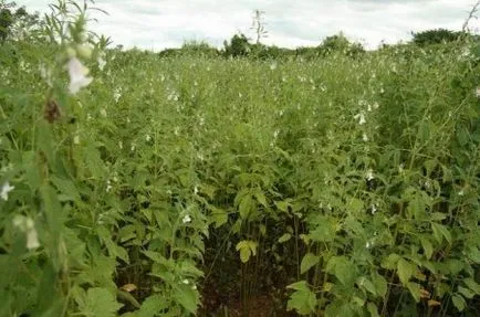 Sesame (szezám), hasznos tulajdonság és ellenjavallatok vetőmag, alkalmazási