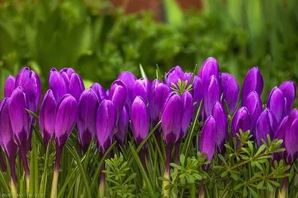 Crocus ültetés és gondozás nyílt föld (talaj) Crocus ültetés és gondozás a nyílt terepen