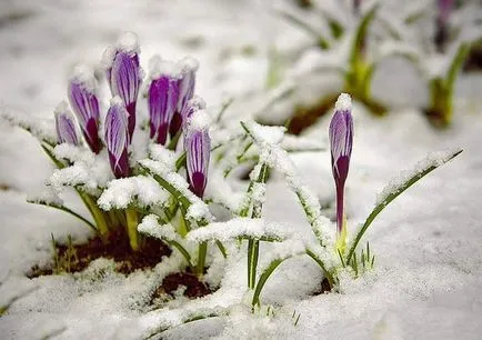 Crocus virág ültetés és ellátás az otthoni fotó (sáfrány) Crocus virág ültetés és gondozás az otthoni fotó