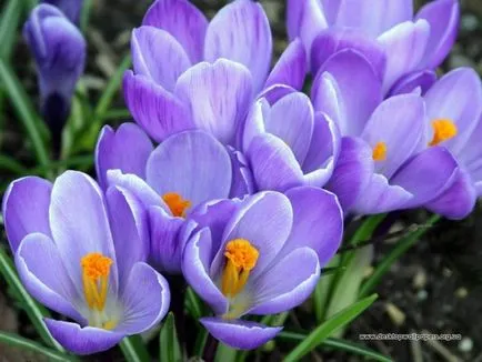 Crocus ültetés és gondozás a nyílt területen (sáfrány) Crocus ültetés és gondozás a nyílt terepen