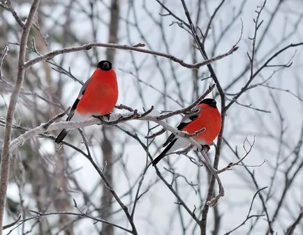 Amennyiben repülni Bullfinches (Bullfinches) Amennyiben repülni Bullfinches