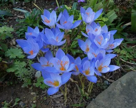 Crocus virág ültetés és az otthoni ápolást az fénykép (sáfrány virág fotó) Crocus virág ültetés és gondozás az otthoni fotó