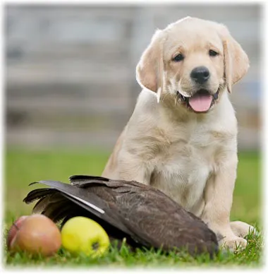 Labrador retriever - fénykép, karbantartása és gondozása a kölykök, etetés, betegség (teljesítmény) Labrador retriever - fénykép, karbantartása és gondozása a kölykök, etetés, betegség