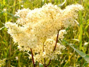 Gyógyászati ​​tulajdonságait meadowsweet és ellenjavallatok