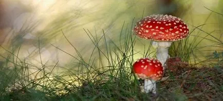 Kezelése légyölő galóca ízületek, és nem csak gomba tinktúra vodka az ízületek (tinktúra) Kezelése légyölő galóca ízületek, és nem csak gomba tinktúra vodka az ízületek