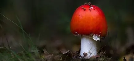 Kezelése légyölő galóca ízületek, és nem csak gomba tinktúra vodka az ízületek (ízületek) Kezelése légyölő galóca ízületek, és nem csak gomba tinktúra vodka az ízületek