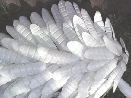 Swan műanyag palackok saját kezűleg - a mester osztály, hogyan lehet a rendszer (palackok) Swan műanyag palackok saját kezűleg - a mester osztály, hogyan lehet a rendszert