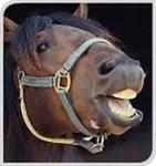 Neighing egy ló -, hogy tud róla, az én szerelmem a lovak (érdekes tényeket lovak) Neighing egy ló -, hogy tudjuk róla, szerelmem lovaknak