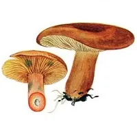 Forest ehető gombát egy fényképét, nevét és leírását (cím) Vadon termő ehető gombák fotók, elnevezések és leírások